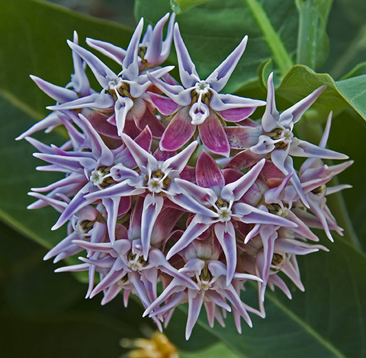 milkweed